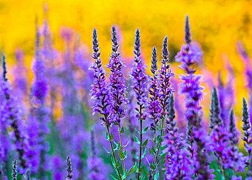 卡普空遭遇大量差评轰炸 新DRM应用作品列表曝光